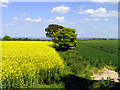 SU4888 : Rapeseed and Wheat Farmland near Rowstock and Harwell by Pam Brophy