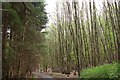 Coppicing at Stodham Copse