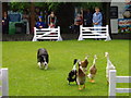 Duck trials at the Big Sheep, Abbotsham near Bideford