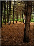 SK5456 : Normanshill Wood, Pine Trees by Peter Kochut