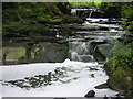 Guiseley Beck, through Spring Wood