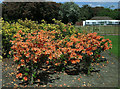 Valentines Park (known as Cranbrook Park) May 2005