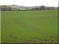 Courting pheasants on farmland near Duntrune!