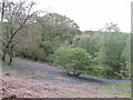 Bluebells by Caldons camp site, Glen Trool