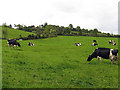 W0148 : Pasture outside Bantry by Pam Brophy