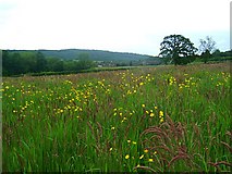 SK3375 : Meadow near Crowhole Brook by Toby Speight