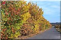 Autumn Hedge, Newthorpe