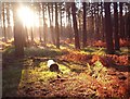 Millbrook Warren Sunrise