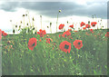 Manton Colliery, Worksop. Reclaimed spoil heaps.