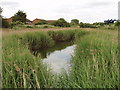 Pond and reeds by Western Avenue, Greenford