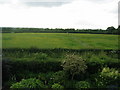 SJ5774 : Green Cheshire countryside by Lizzie