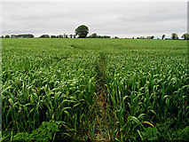 R6900 : Farmland off the N72 by Pam Brophy