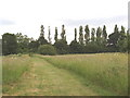 Brentham Meadows, Brent River Park, Ealing