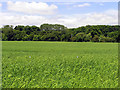 SU5973 : Barley Field near Bradfield by Pam Brophy