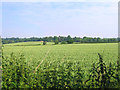 Wheat Field, Hole Farm, Great Warley, Essex