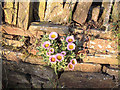 Bellis Flower in Dry Stone Wall