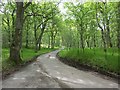 Woodland near Cullachy