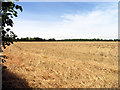 SU6274 : Harvested Farmland near Tidmarsh by Pam Brophy