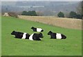 Some prize Belted Galloways