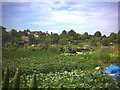 Cottenham Park allotments, Cambridge Road.