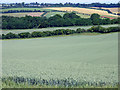 SU5178 : Wheat field at Cheseridge Farm by Pam Brophy