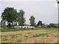 Farm with plastic tunnel greenhouse, near New Denham