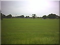 Playing Fields off Bushy Road and Grand Drive, Raynes Park.