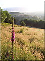 Foxglove and meadow, Luddendenfoot