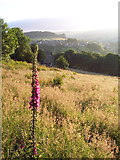 SE0324 : Foxglove and meadow, Luddendenfoot by Mark Anderson