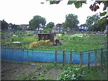 TQ2869 : Eastfields Road allotments, Mitcham. by Noel Foster