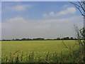 Wheatfield on Bulphan/Orsett borders, Essex