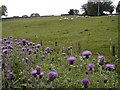 Pasture Below Spring Hill