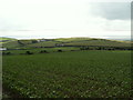 Maize fields