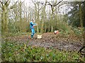 Holmwood Common, near Holmwood Corner, South Holmwood, Surrey - Mixed Broadleaf Woodland With Extensive Undergrowth