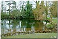 The pond at Slindon