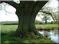 Old Oak next to Pond at Edolphs Farm