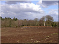 SU3308 : Matley Heath's ancient earthworks and trees alongside the Beaulieu River, New Forest by Jim Champion