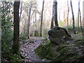 Part of the Rempstone stone circle in birch woodland, Purbeck