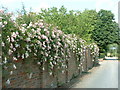 Climbing roses on wall near Little Mynthurst Farm