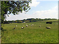 Sheep Farming near Upper Lambourn