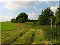 SU2781 : Footpath Across the Barley Field near Ashdown Park by Pam Brophy