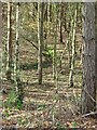 TQ2733 : Ditch Bend in a Shallow Re-Entrant in a Coniferous Wooded Part of Tilgate Forest, Nr Crawley, West Sussex by Pete Chapman