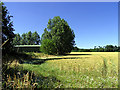 SU6379 : Wheatfield and Barn near Hill Bottom by Pam Brophy