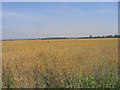 TQ6382 : Oil Seed rape field, Orsett Fen, Essex by John Winfield