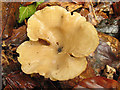 Mushroom on verge under beech trees