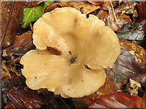 SU5668 : Mushroom on verge under beech trees by Pam Brophy