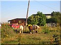 TQ0590 : Horses at Colney Farm Harefield by Jack Hill