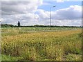 Wheat field