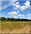 Farmland near Ashford Hill