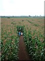 Red House Farm, The Maize Maze